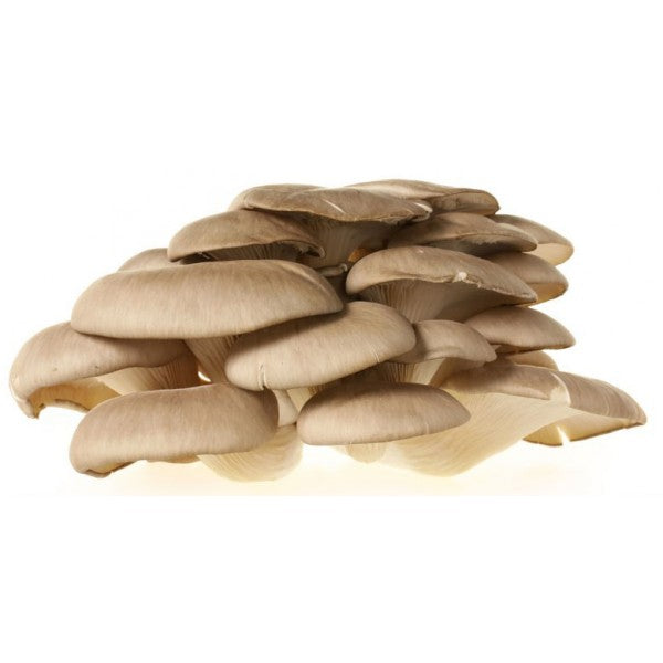 Funghi Pleurotus